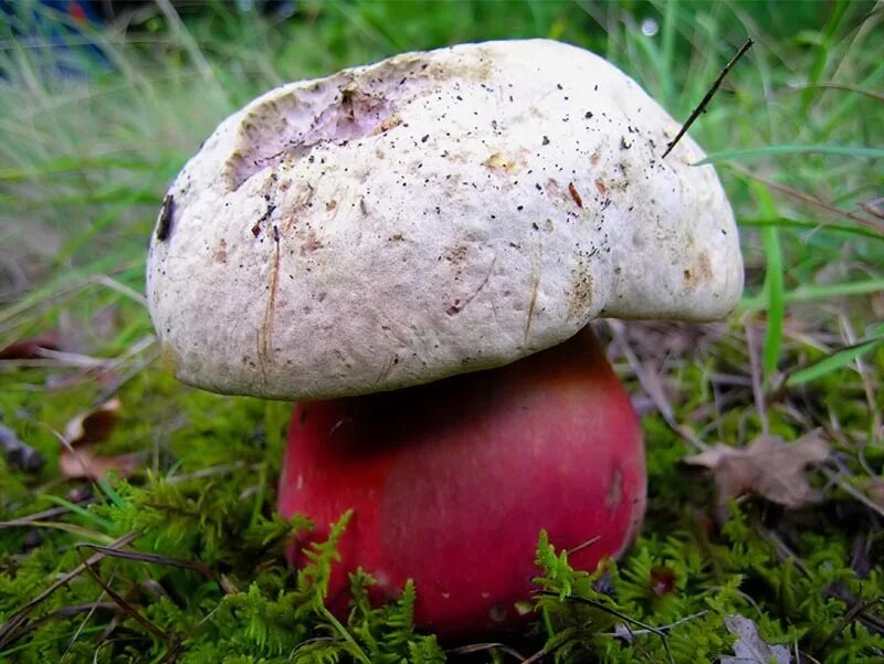Как по другому называются грибы. Сатанинский гриб ядовитые грибы. Гриб Боровик и сатанинский гриб. Гриб альбинос Боровик. Несъедобные грибы сатанинский гриб.