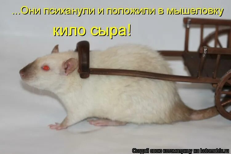 еду домой картинки прикольные. жду весточки от тебя картинки. шутки про агрономов. муж едет домой. мышка с санками и зернышком поеду я домой напиздила зерна.