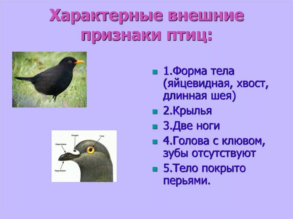 Признаки птиц 7 класс. Признаки птиц. Характерные признаки птиц. Общие признаки птиц. Главный признак птиц.