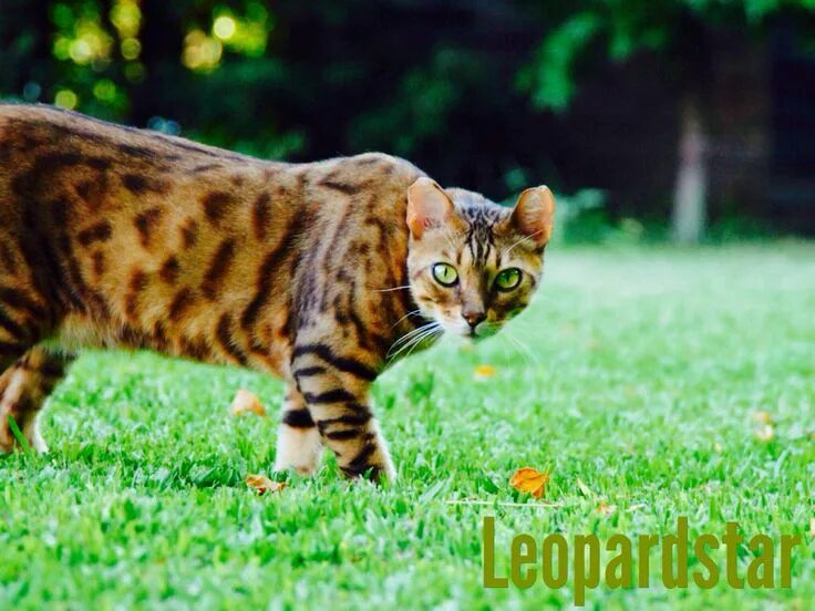 Bengal Cat Names: 420 Best Names for Bengal Cats PetPress Bengal cat names, Beng