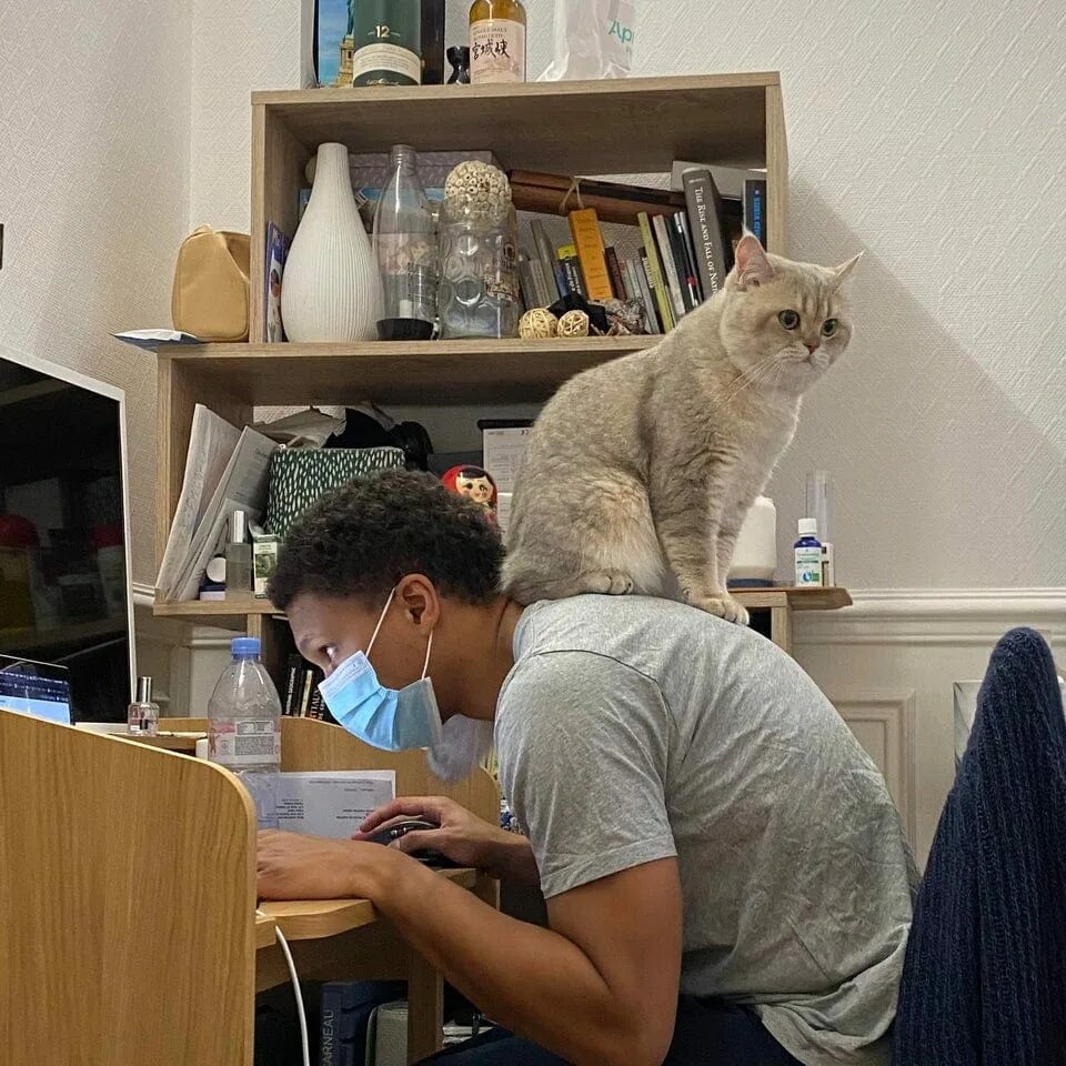 Доминирующий кот. Личное пространство и котики. котик выбирает. кот доминирует. бесстыжий кот.
