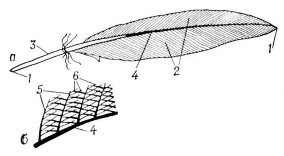Контурное перо птицы рисунок. Строение опахала контурного пера птицы. Схема строения пера птицы. Схема строения контурного пера птицы. Перо строение.