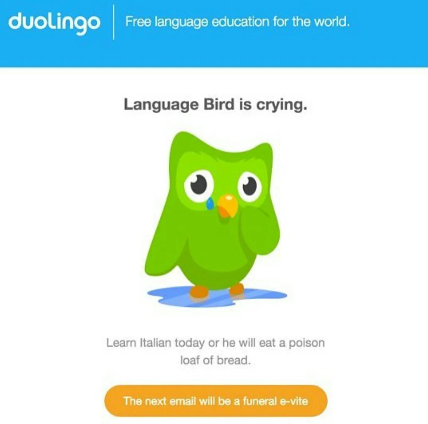 Почему дуолинго грустный. Птичка Дуолинго. Сова Дуолинго. Duolingo мемы. Duolingo птичка мемы.