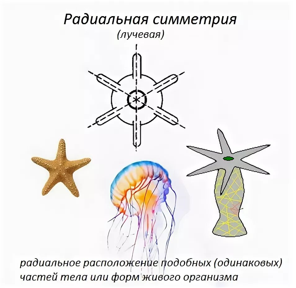 Двусторонняя симметрия тела у кишечнополостных. Радиальная симметрия тела у кишечнополостных. лучевая симметрия гидры. лучевая симметрия кишечнополостных. лучевая симметрия тела у кишечнополостных.