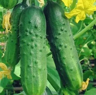 Лучшие сорта огурцов для открытого грунта урала