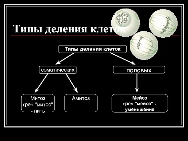 Типы деления клеток 3 типа. Типы деления клеток. Типы деления соматических клеток. Основные типы деления клеток. Тип деления митоза.