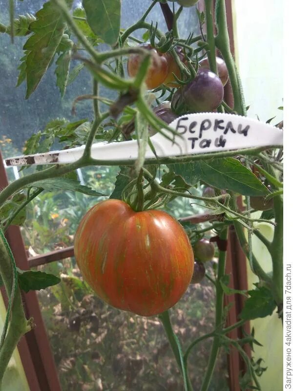 томат алая заря. томат алая заря. томат алая заря. томат алая заря семена. сорт томата алая заря.