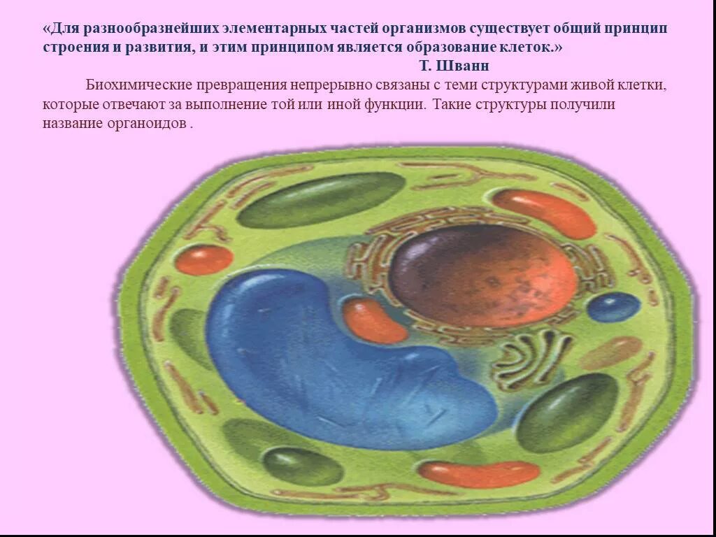 Презентация на тему клетка 10 класс биология. Клетка для презентации. Строение клетки и тканей человека. Строение клетки. Строение клетки стенд.