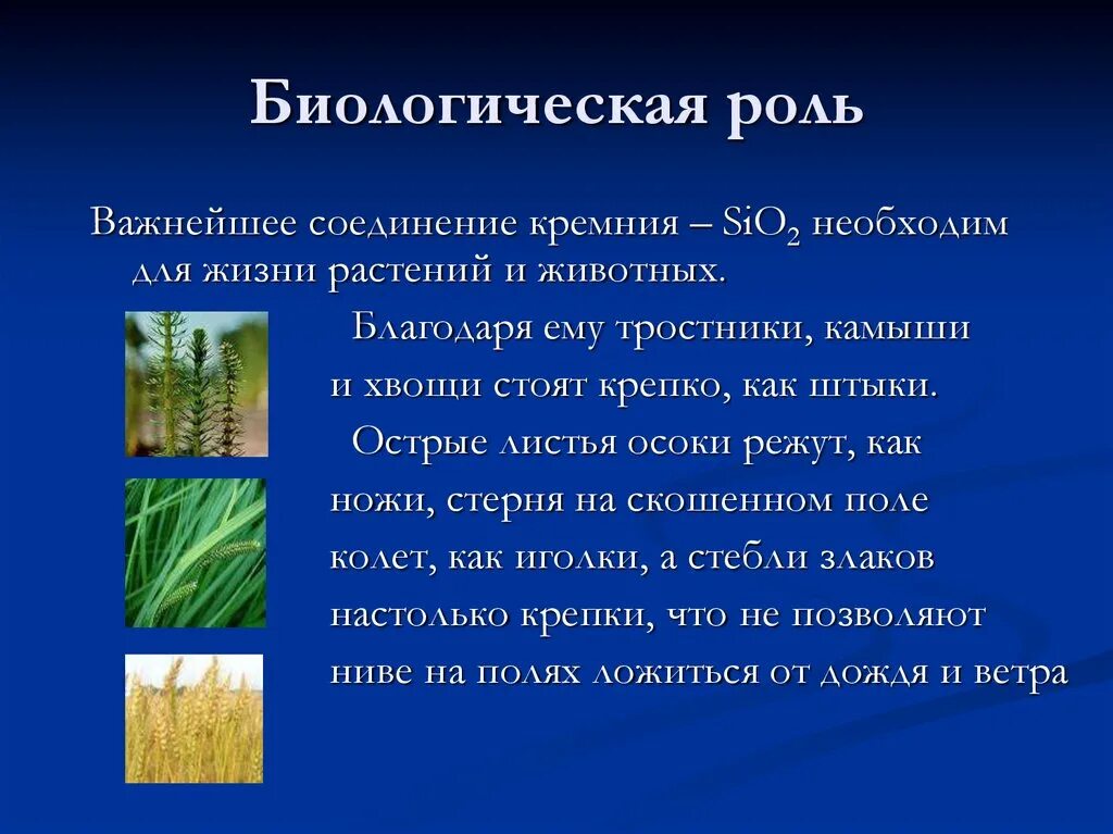 Углерод элемент живой природы а кремний. Биологическая роль соединений кремния. Кремний презентация. Биороль кремния. Роль кремния в жизни растений и животных.