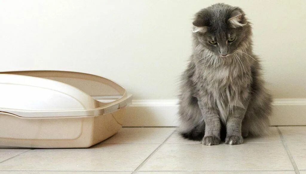 Почему коты начинают гадить где попало