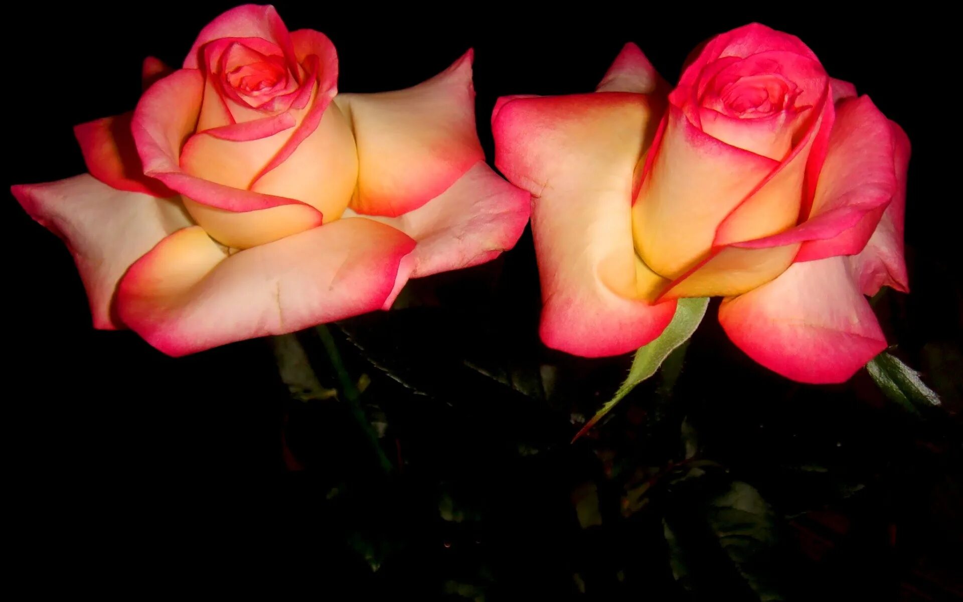 Лучшие розы земли. Розы. Цветы розы. Розы фото.