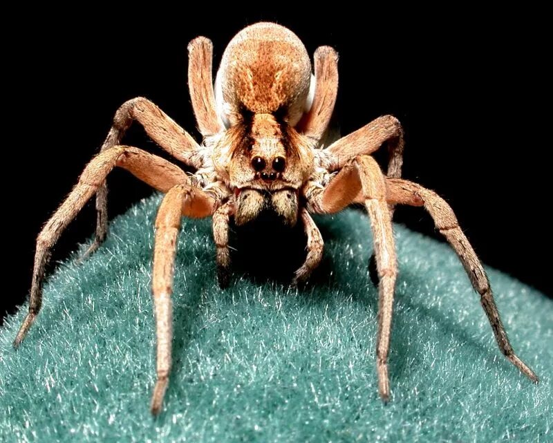 Trading spider
