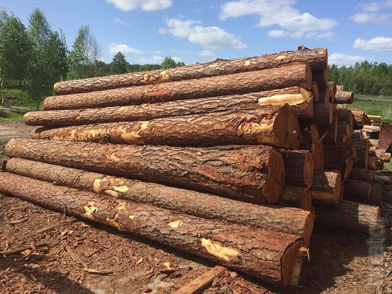 хлыст, - бревно,кряж чураки. дерево кругляк. лесоматериалы: бревно, кряж, чурак, хлыст. фанерный кряж березовый. хлыстовая заготовка древесины.