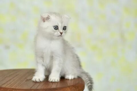 Серебристая шиншилла котенок