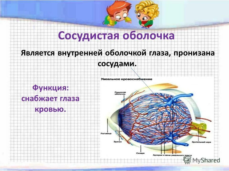 Какую функцию выполняет сосудистая оболочка глаза. Сосудистая оболочка. Сосудистая оболочка глаза. Сосудистая оболочка функции. Сосудистая глаза функции.