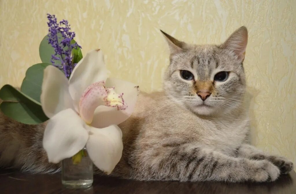 Кот зовущий кошку слушать. Кот зовущий кошку слушать