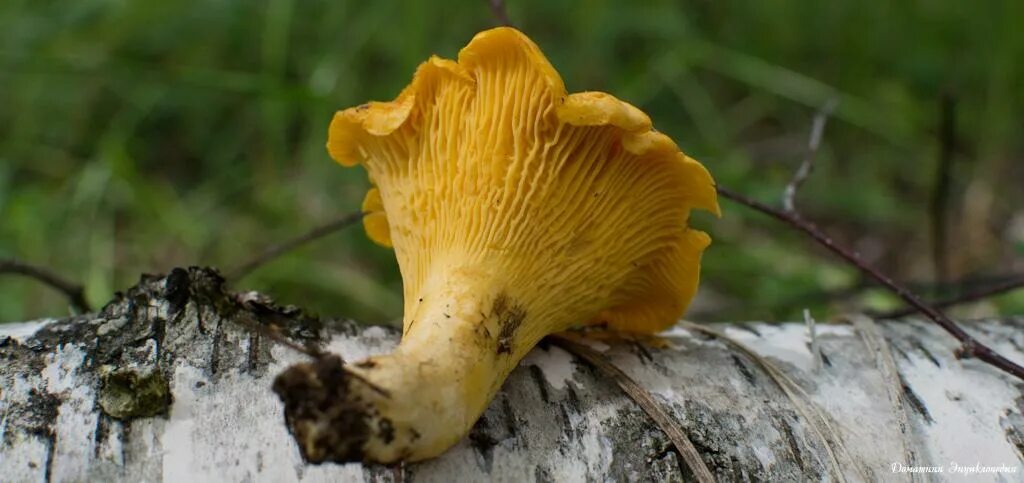 горные лисички грибы. королевская лисичка гриб. лисичка крымская гриб. крымская лисичка степная гриб. лисички петушки.