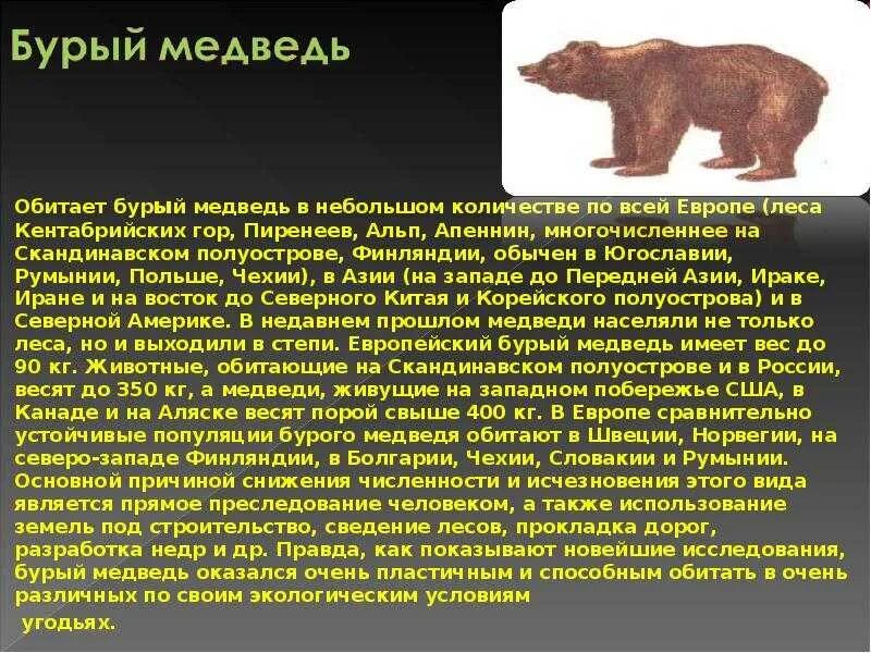 Медведь сообщение 4 класс. Сообщение о медведе. доклад о медведях. бурый медведь характеристика. рассказ о медведе.
