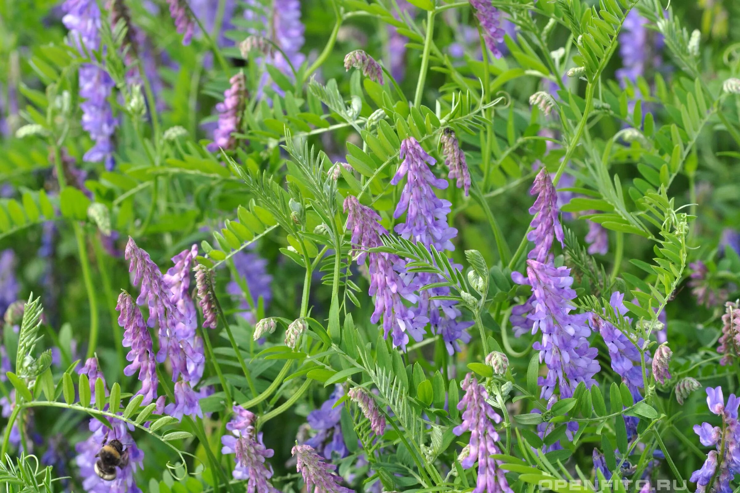 Plant wiki. Вика мышиный горошек. Горошек мышиный (Vicia cracca). Растение Вика мышиный горошек. Мышиный горошек Луговой.