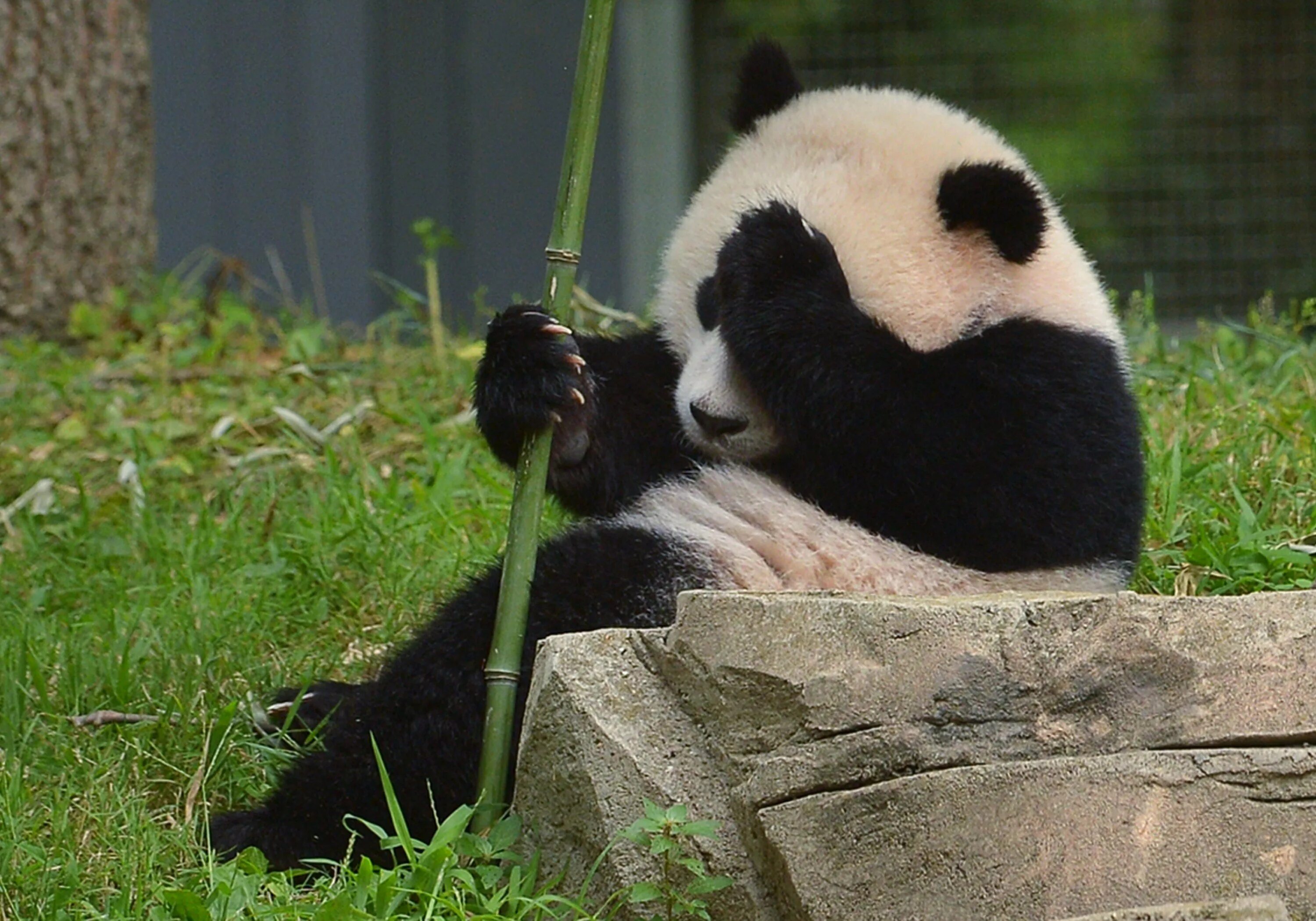 Смешная Панда. Панда фото. Забавные панды. Большие панды.