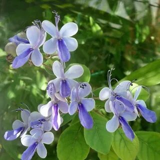 Клеродендрум угандийский
