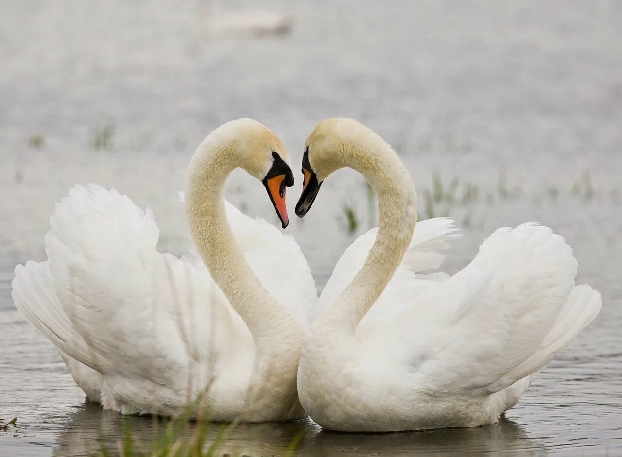 Белый лебедь со словами. Лебедь по морю плывет. Стихотворение про лебедя. Белый лебедь лебедь чистый сны твои всегда безмолвны. А белый лебедь на пруду текст.