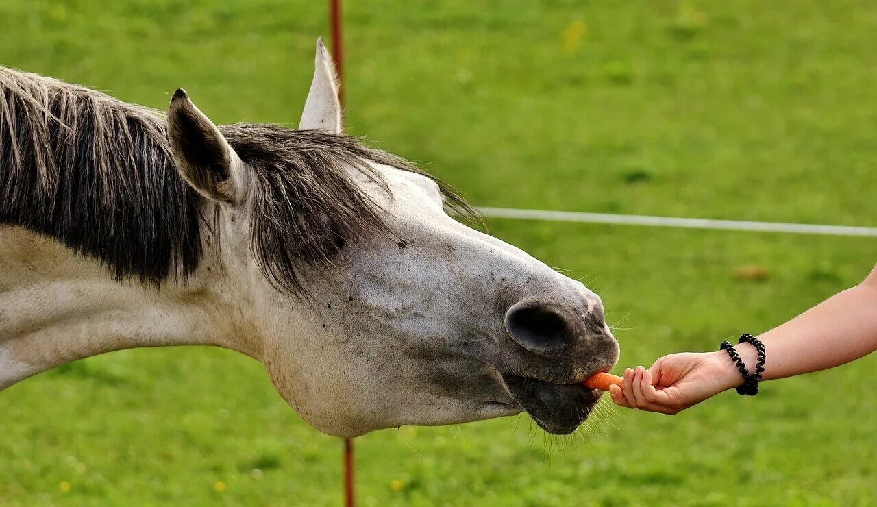 Лошадь ест морковку. Лошадь ест морковь. Что едят лошади. Угостить лошадь.