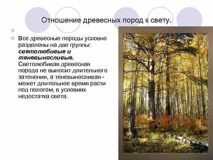 Отношение к свету у ели. Отношение к свету у ели