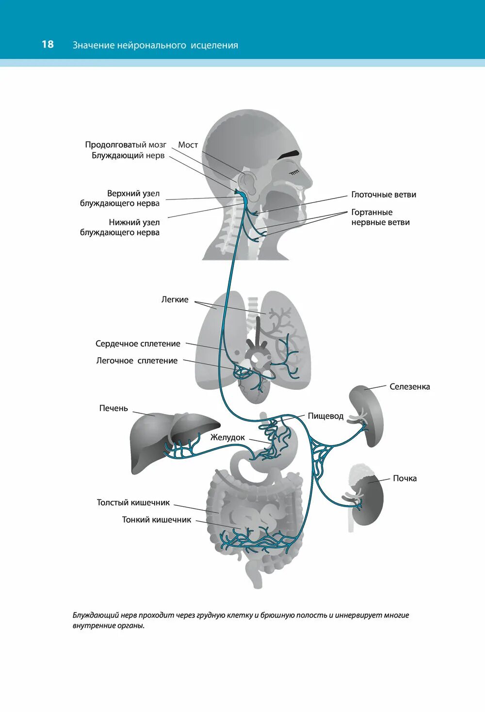 Блуждающий нерв относится. Блуждающий нерв. Активация блуждающего нерва. Схема блуждающего нерва. Где проходит блуждающий нерв.