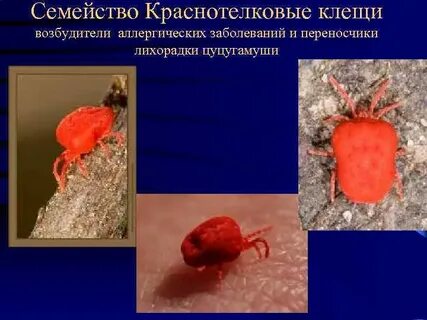 Клещи переносчики возбудителей