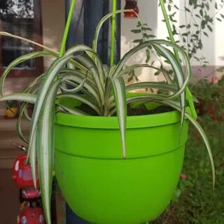 Other plant