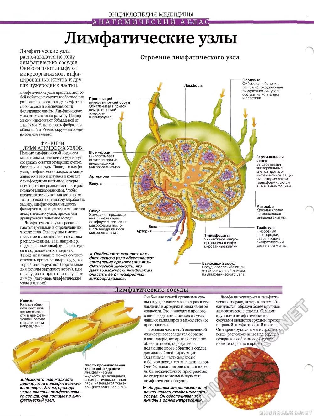 Лимфатическая система строение лимфатического узла у животных. Строение лимфатических сосудов и узлов. Строение лимфатического узла таблица. Лимфатическая система таблица лимфатические узлы. Лимфатические сосуды клетки