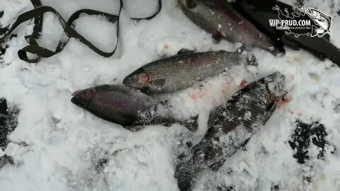 Форель в октябре на платнике