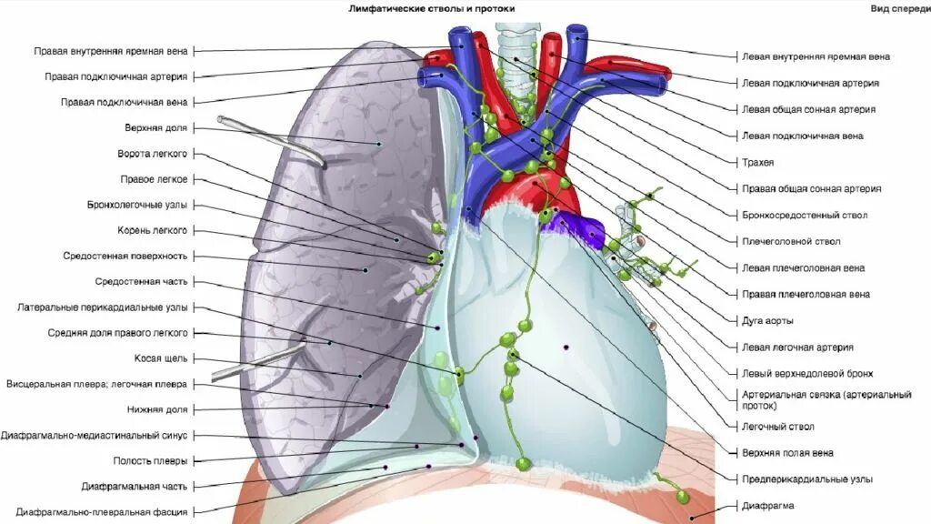Карта органов грудной клетки. Кт органов грудной клетки. Органы грудной клетки человека что входит.