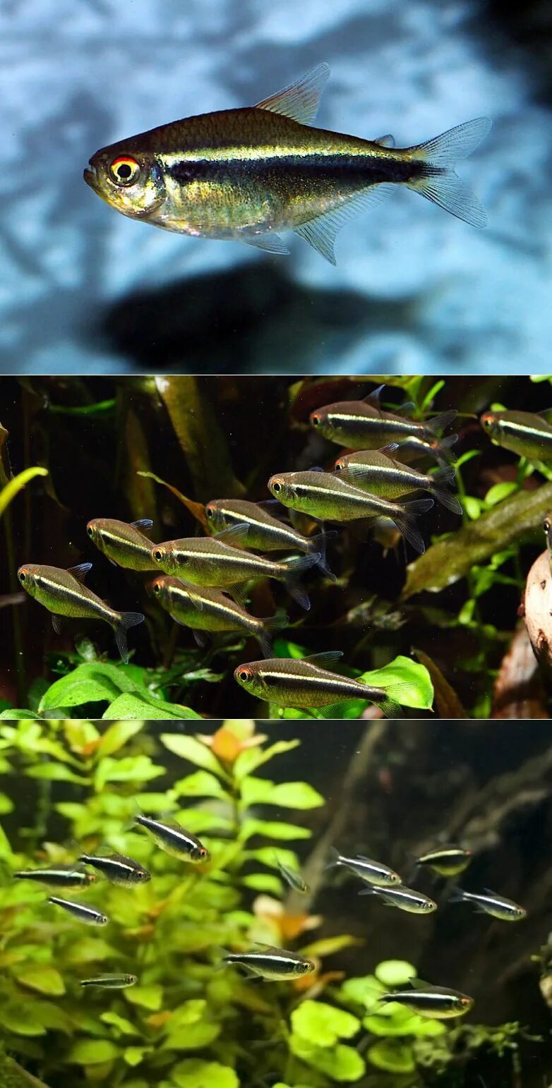 Неон рыбки аквариумные мальки. Икра аквариумных рыбок неонов. Неон голубой аквариумная рыбка. Нео рыбки аквариумные икра. Неоны нерест.