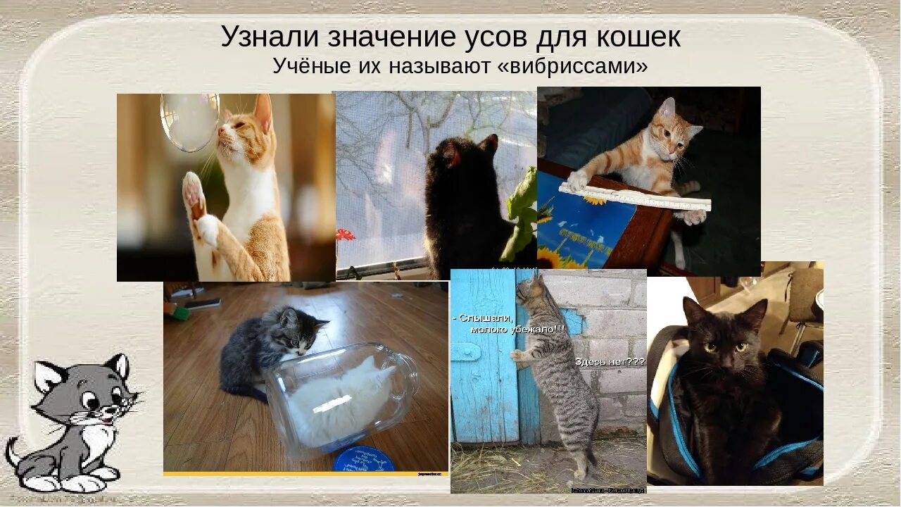 Сами с усами значение