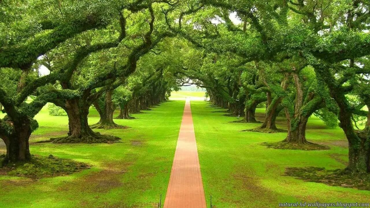 Green trees перевод