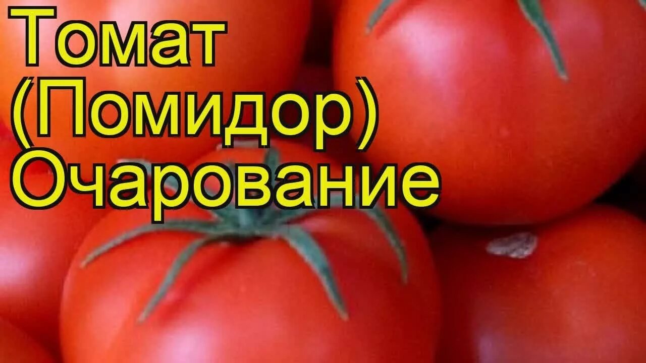 Очарование томат описание сорта. Томаты оранжевые лучшие сорта. Сорт томатов очарование. Помидоры шарм. Помидоры очарование описание сорта.