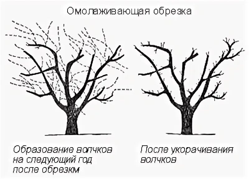 Как правильно обрезать волчки. Жировые побеги волчки. обрезка яблони волчки. яблоня волчки плодовую ветку. обрезка волчков плодовых деревьев.