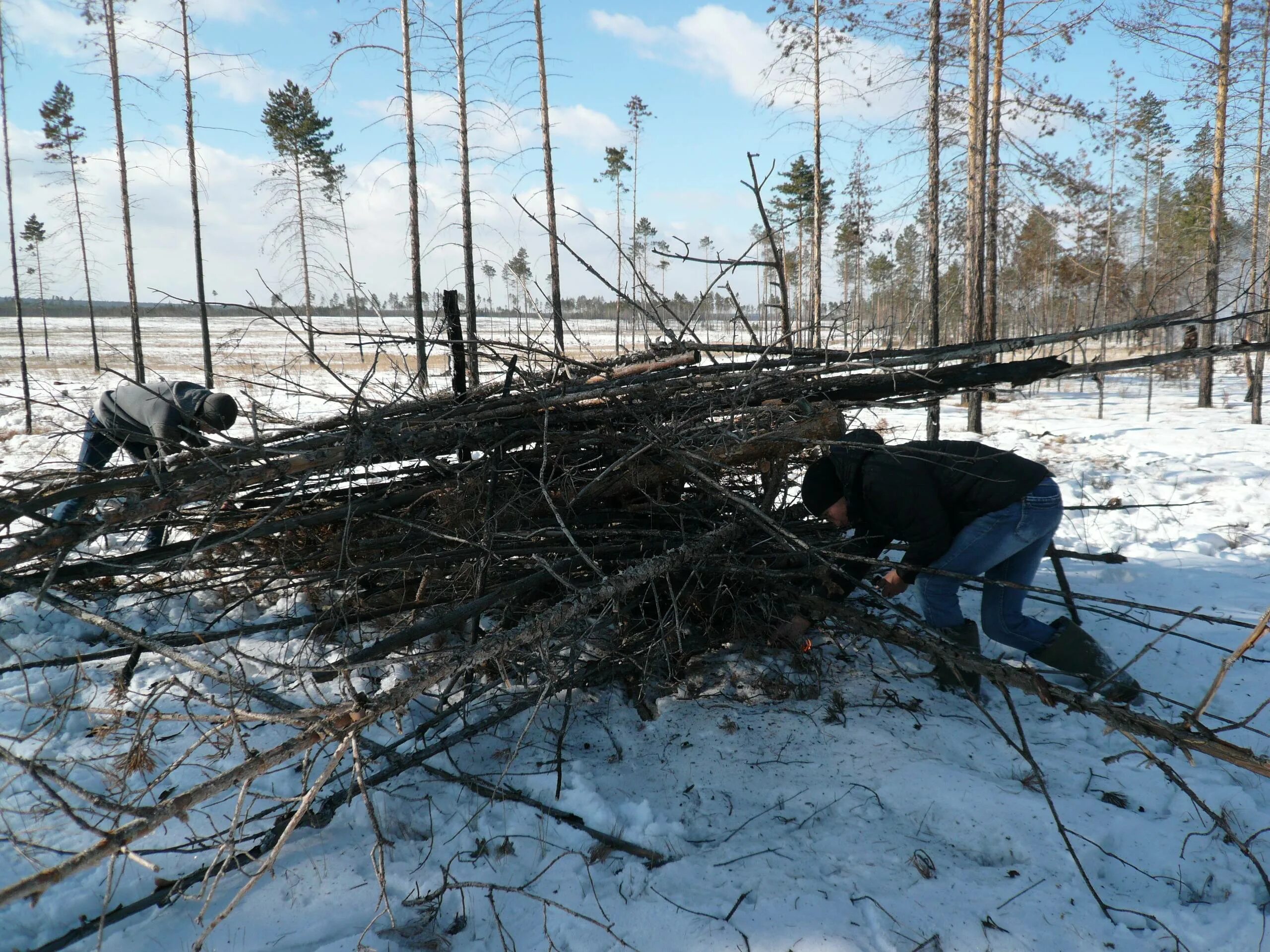 Вырубка сухостоя. Уборка валежника в лесу. Лесной валежник. Валёжник в делянке. Вынести сбор