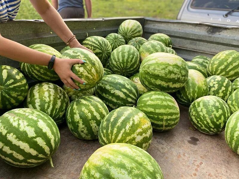В Дагестане впервые начали выращивать арбузы с использованием привитой рассады