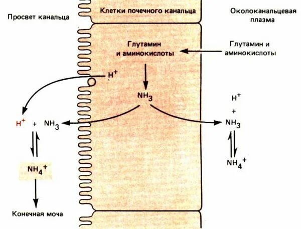 Аммониогенез