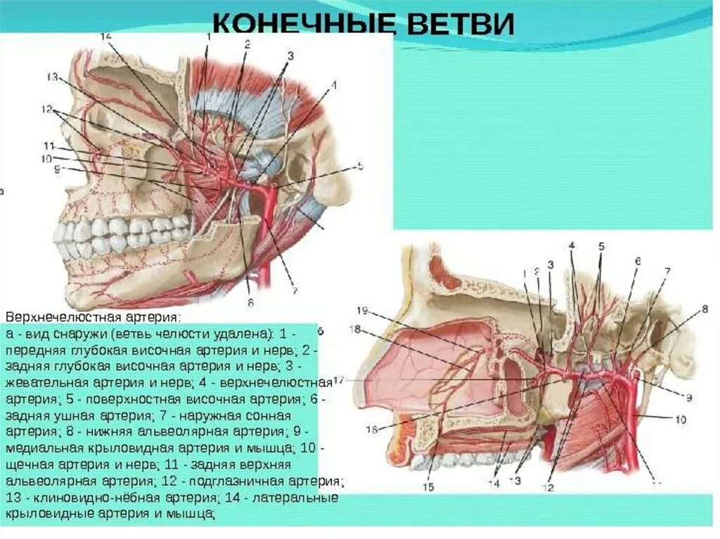 A maxillaris. Верхнечелюстная артерия анатомия ветви. Верхнечелюстная артерия схема. Кровоснабжение нижней челюсти схема. Ветви подглазничной артерии.