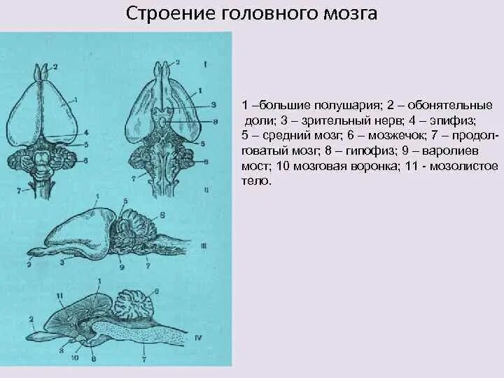 Строение головного мозга животных. Строение головного мозга животных