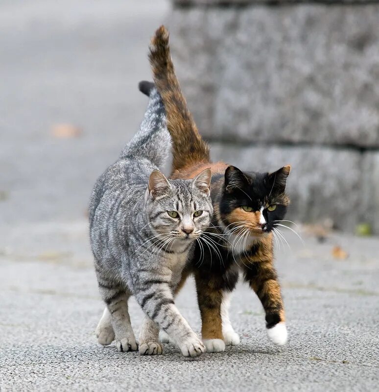 Cat org