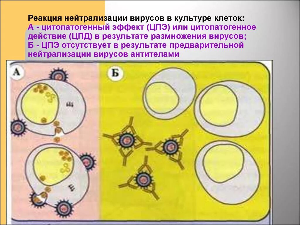 Реакция нейтрализации вируса схема. Реакция нейтрализации вирусов в культуре клеток. Реакция нейтрализации вирусов микробиология. Реакция нейтрализации микробиология.