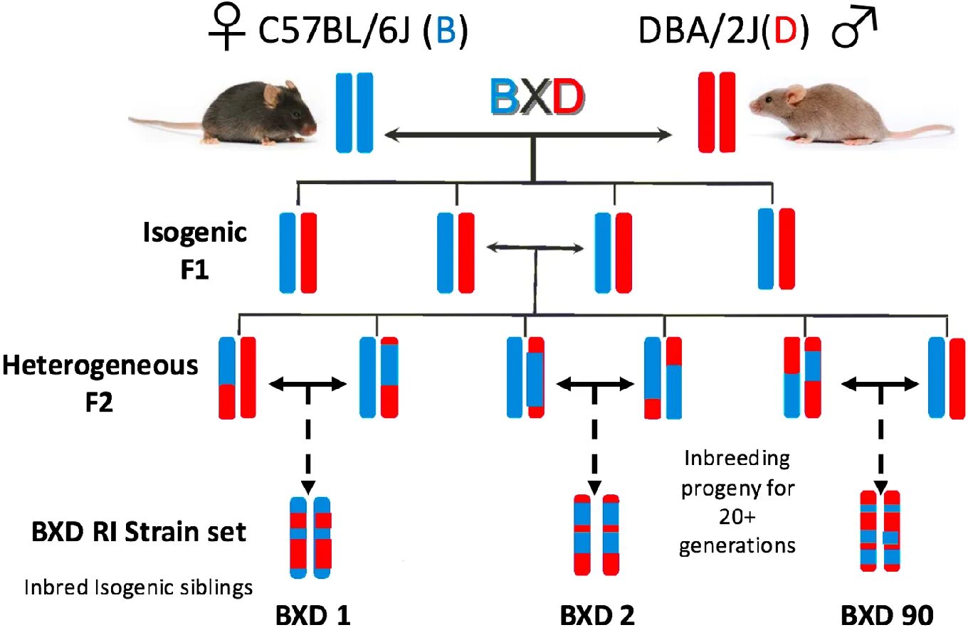 C57bl/6 мыши. Инбридинг мыши. Мыши линии c57bl/6. Мыши DBA/2.