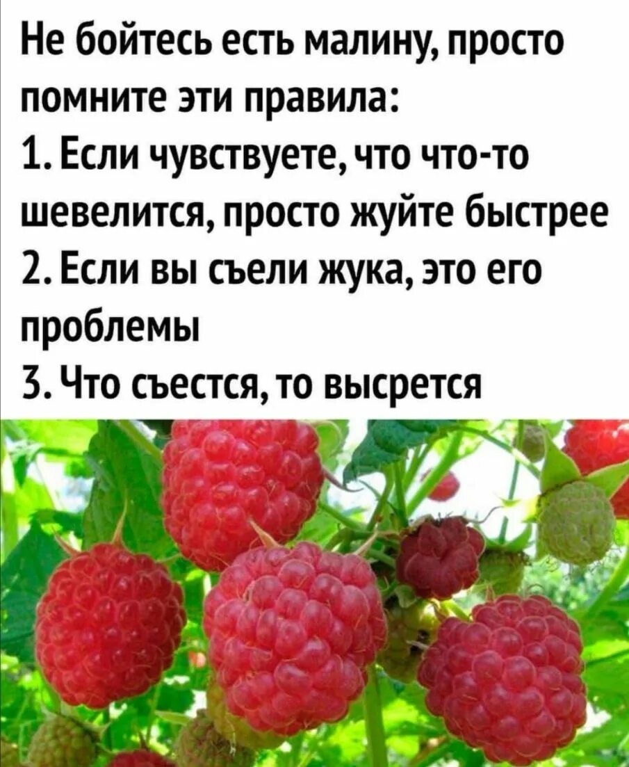 Приму малину. Анекдот про малину. Открытка прикольная с малиной. Шутки про малину. Как есть малину.