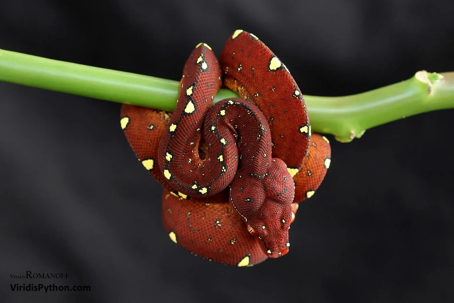 Деревья python. Red tree python. питон на дереве.