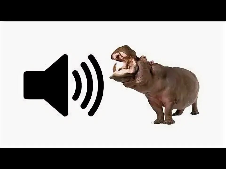 Гиппопотам звуки. Звуки бегемота слушать. Гиппопотам. Бегемот. Бегемот кричит.